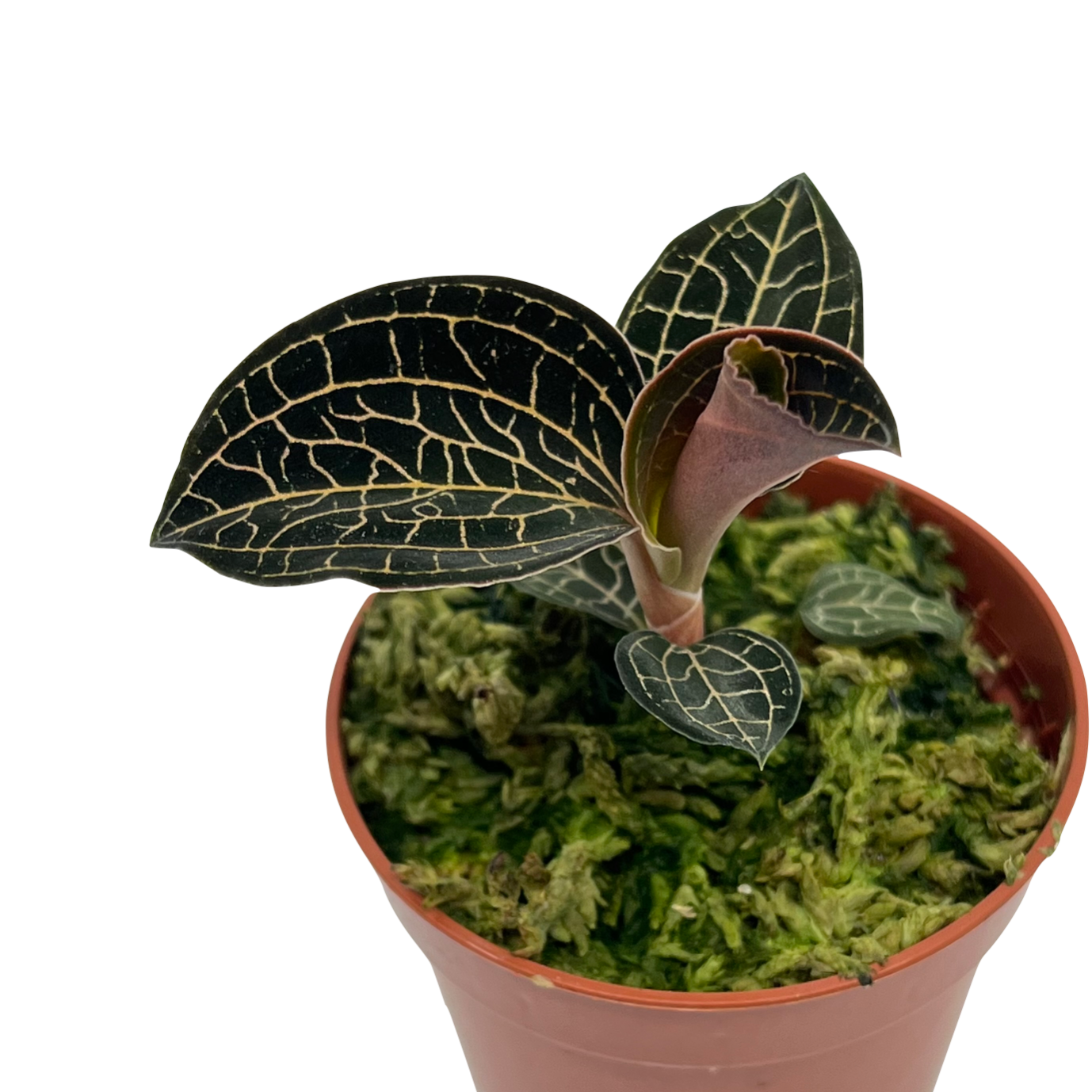 Anoectochilus formosanus x burmannicus