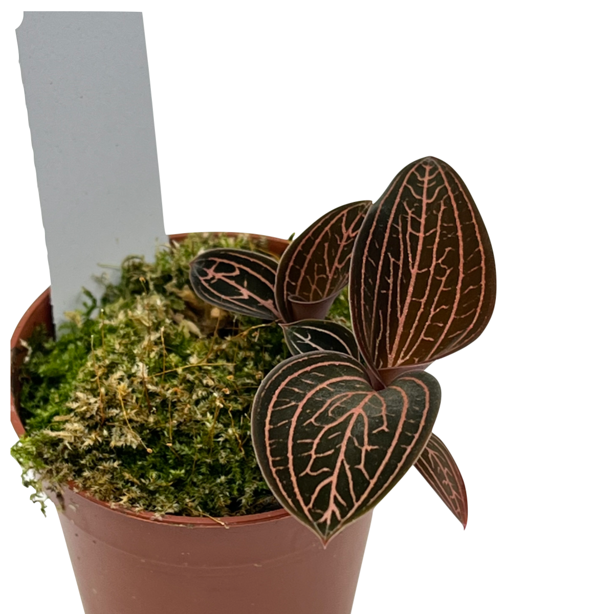 Anoectochilus roxburghii x Ludisia discolor 'Spiderman'