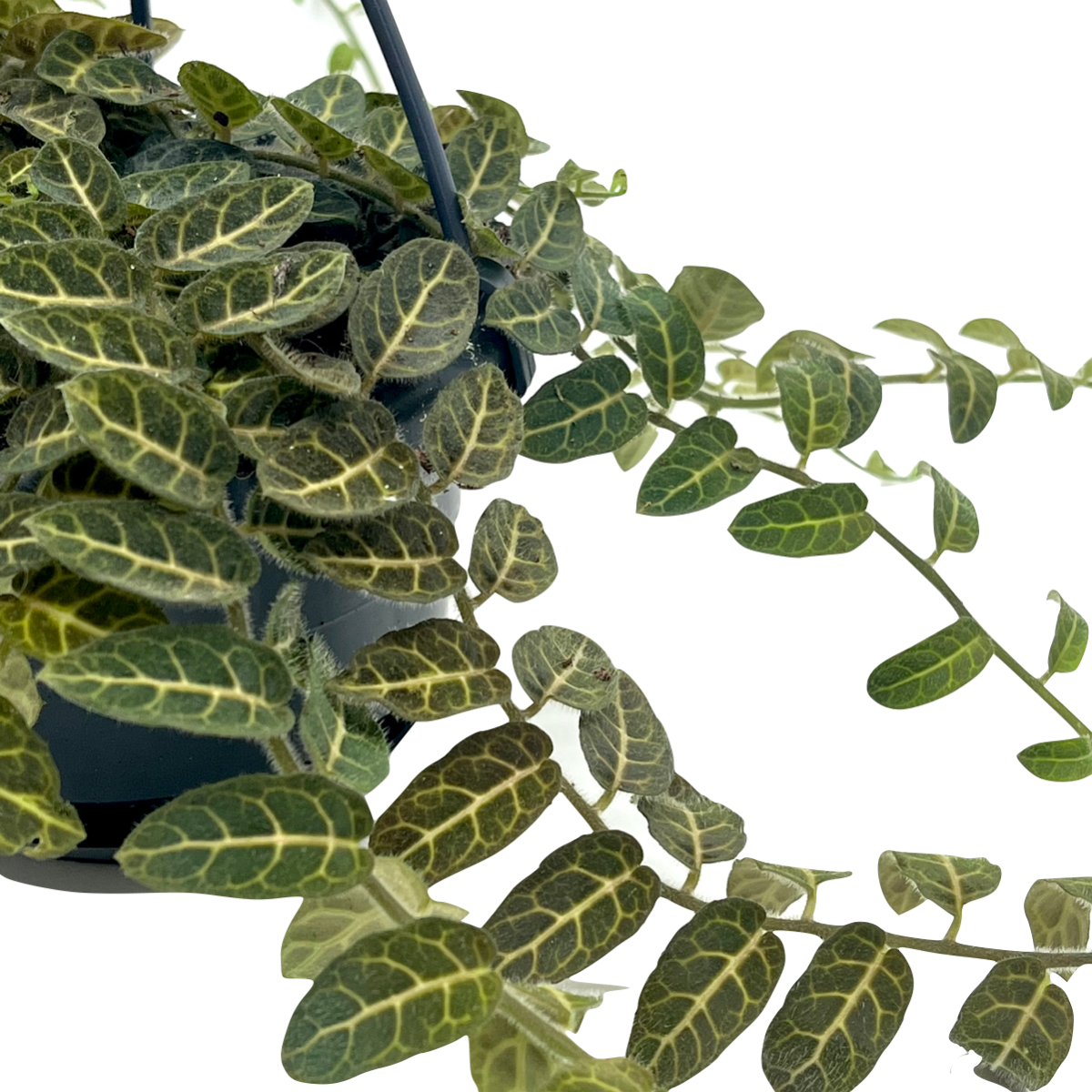 Solanum evolvulifolium