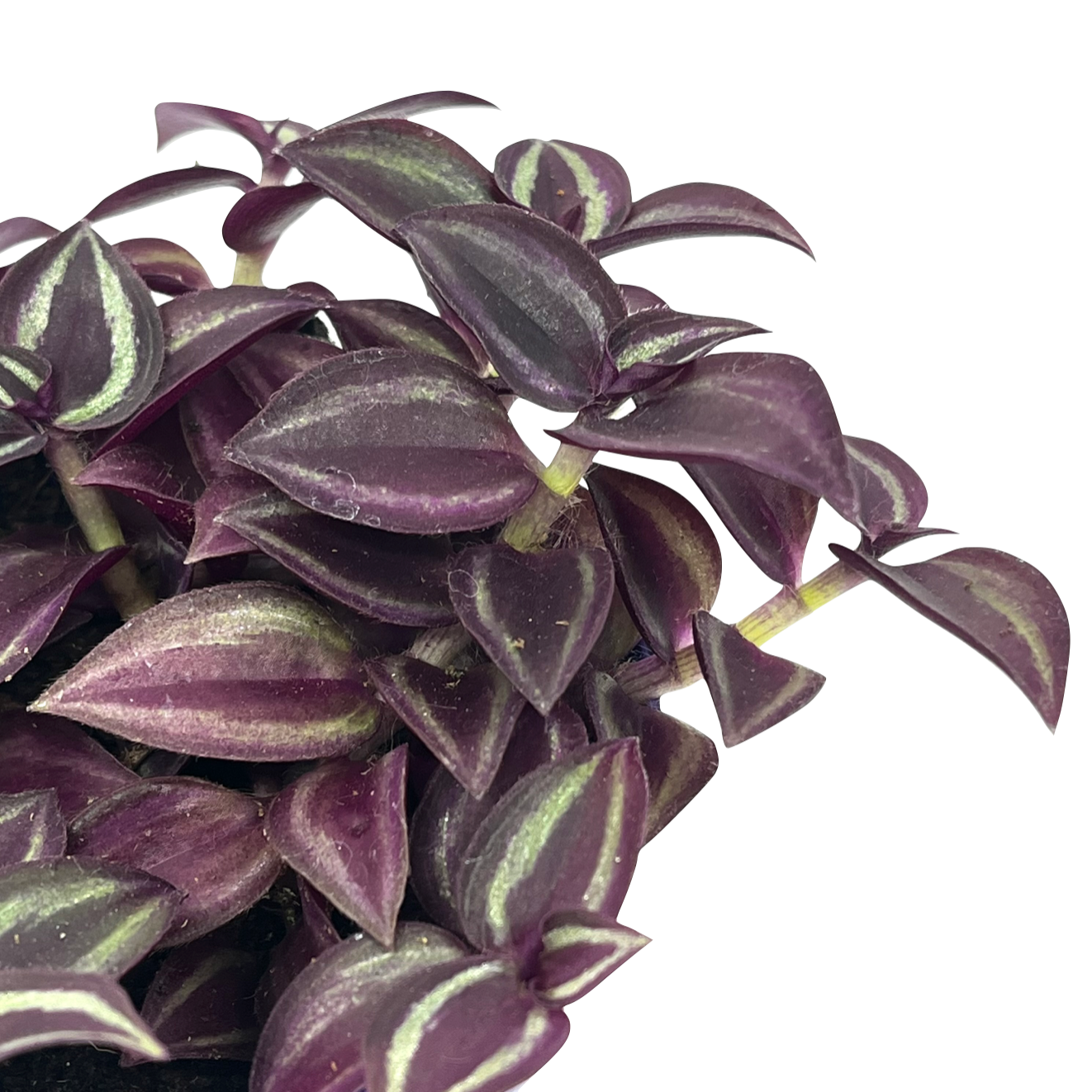 Tradescantia zebrina 'Purple Passion'