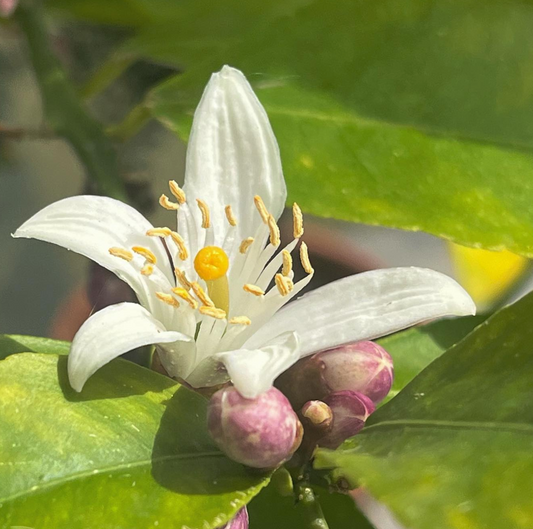 Citrus x limon - Spore Nursery