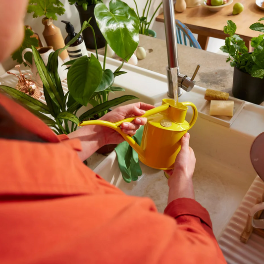 The Fazeley Flow - Lotus Yellow - Spore Nursery