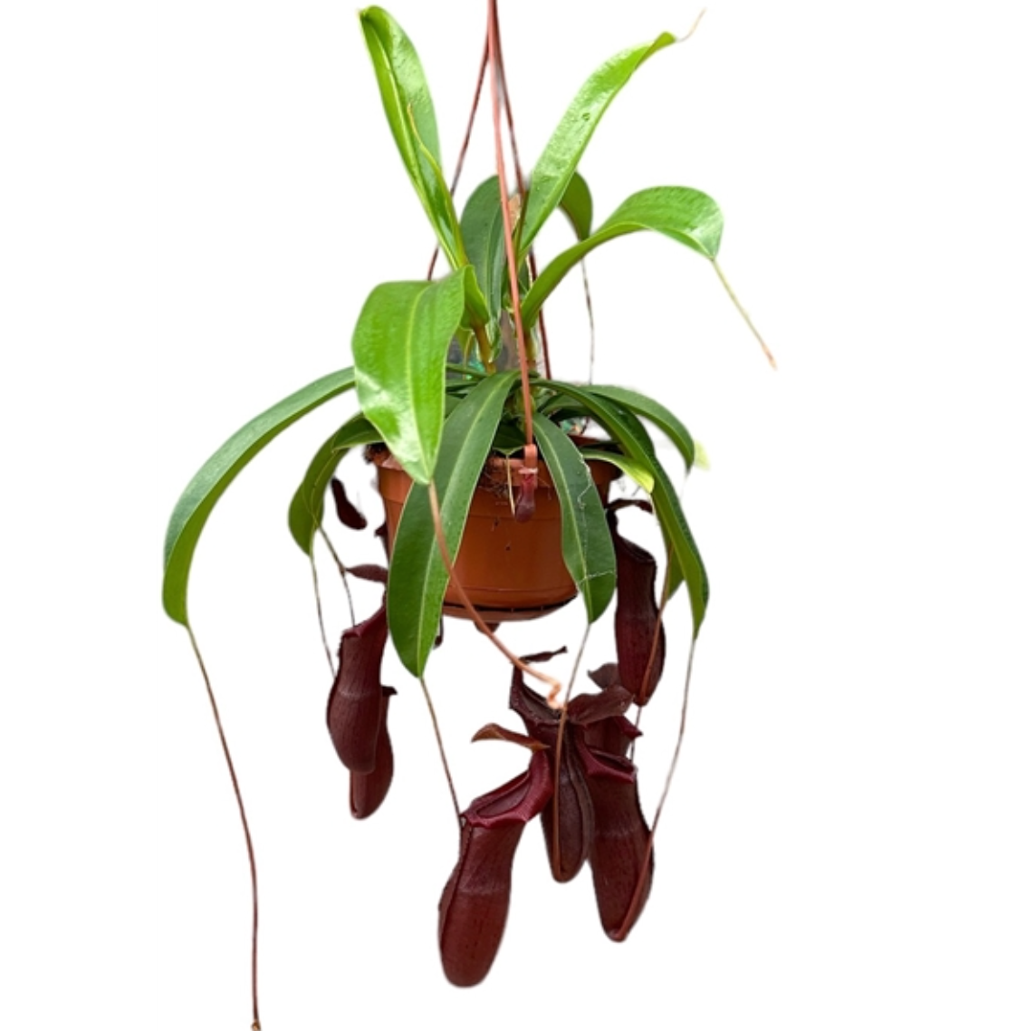 Nepenthes x 'Bill bailey'