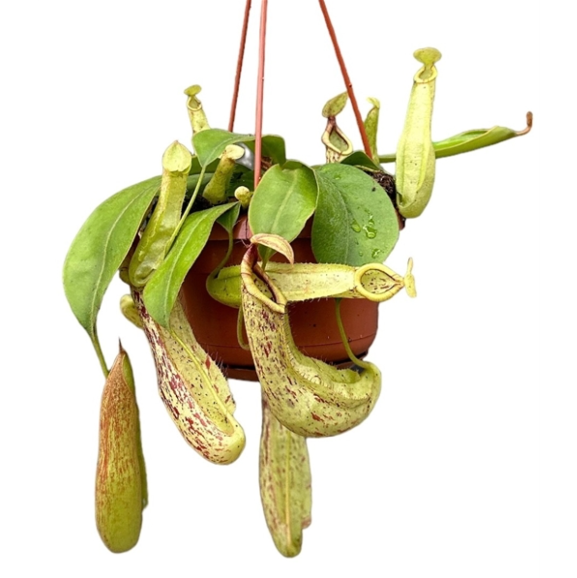 Nepenthes x 'Mojito'