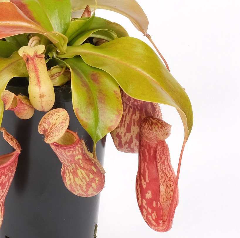 Nepenthes x 'Gaya'