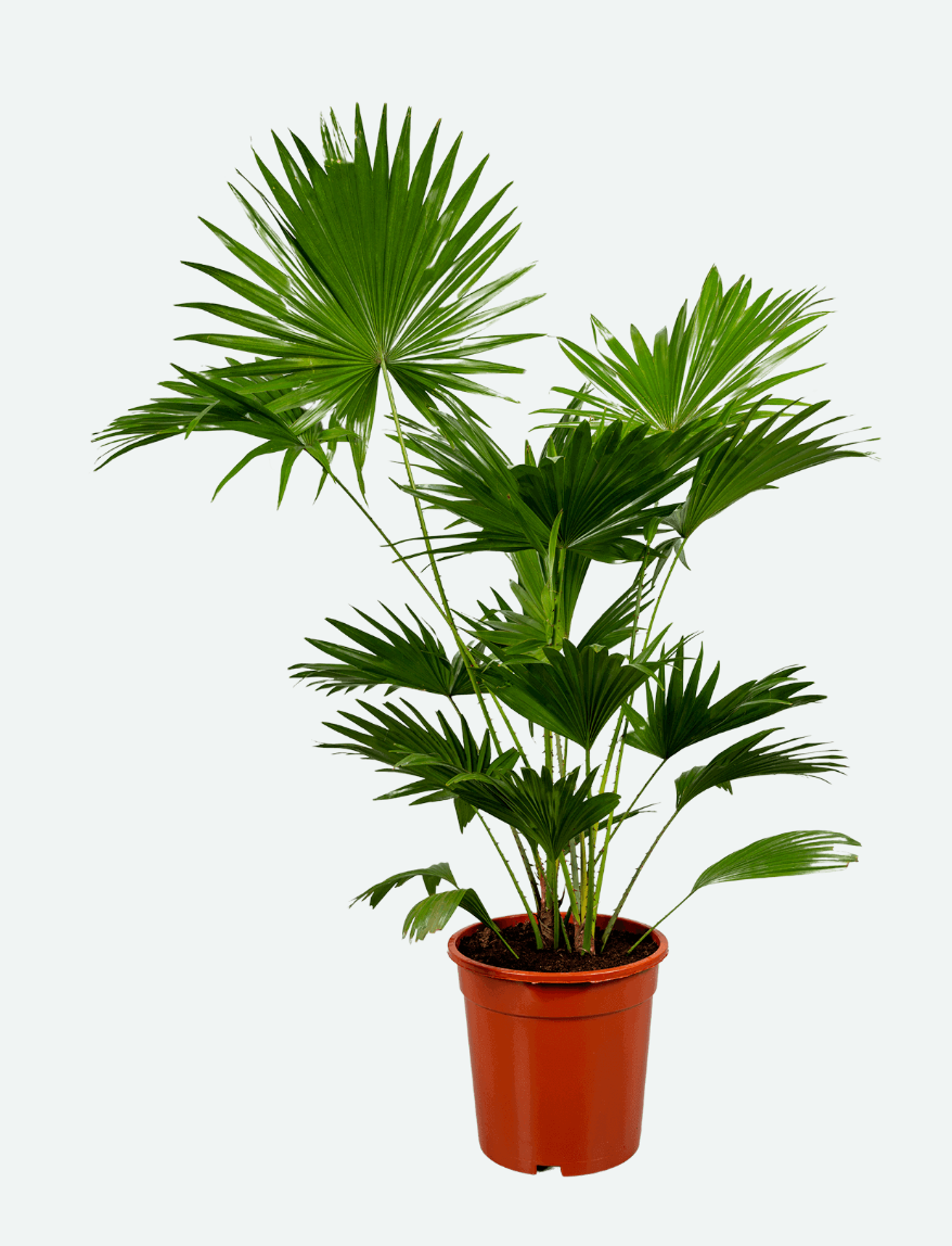 Saribus rotundifolius