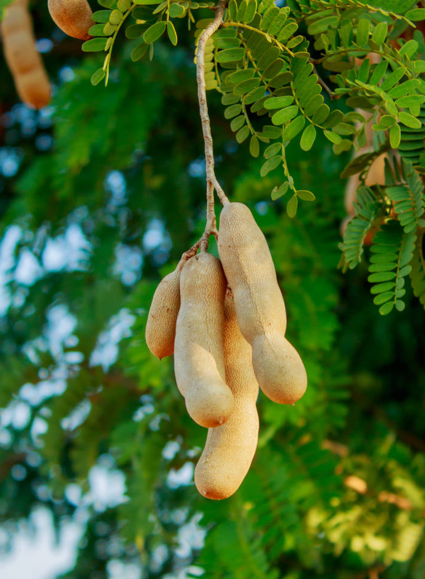 Tamarindus indica