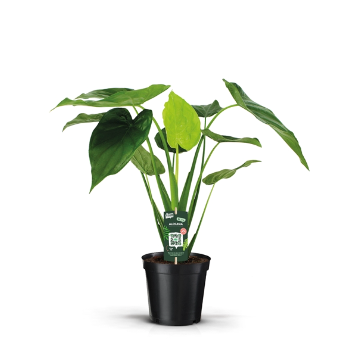 Alocasia cucullata