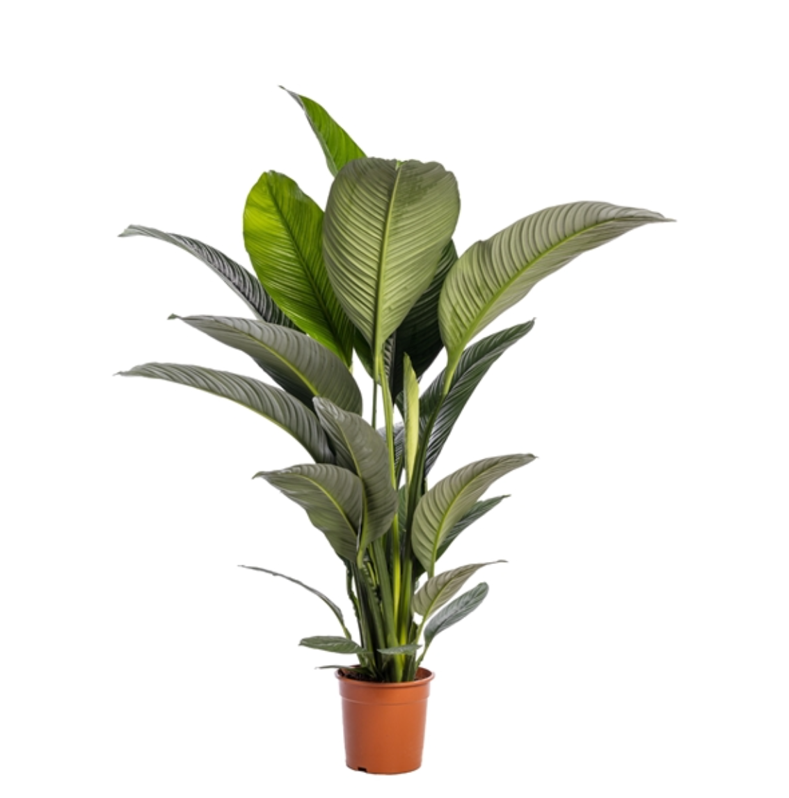 Spathiphyllum wallisii