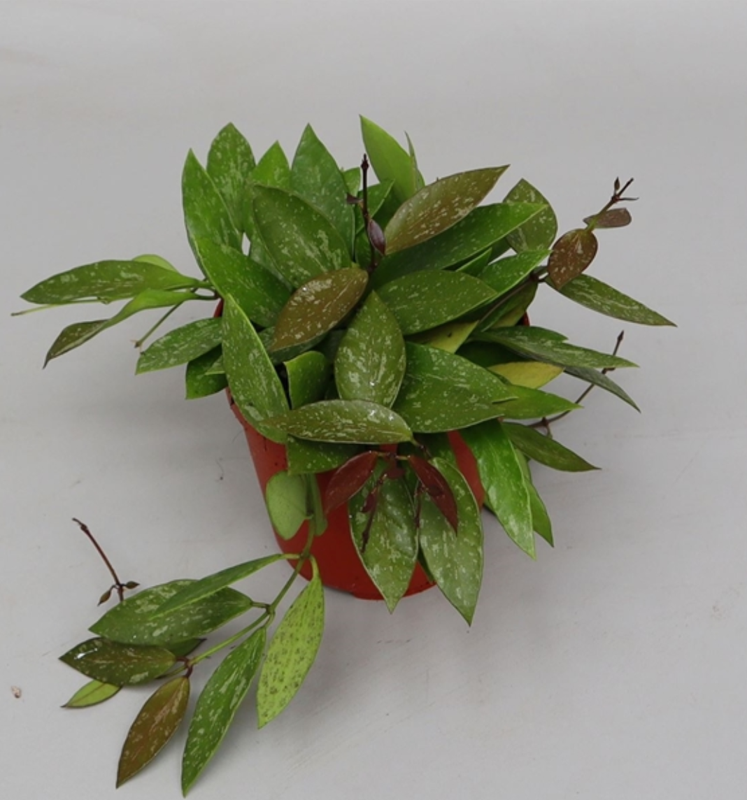 Hoya carnosa 'Gracilis'