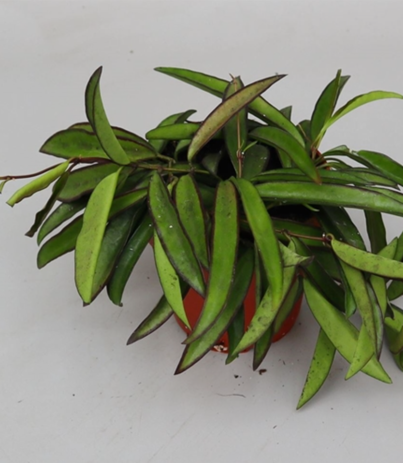 Hoya wayetii (green form)