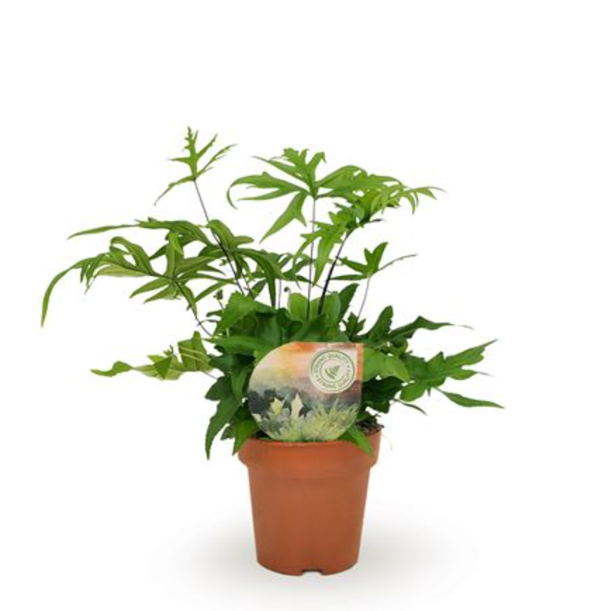 Hemionitis doryopteris