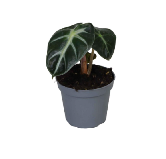 Alocasia baginda
