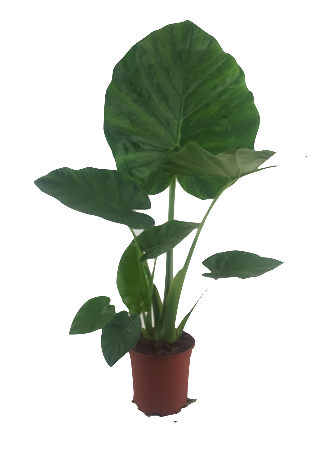 Alocasia macrorrhizos