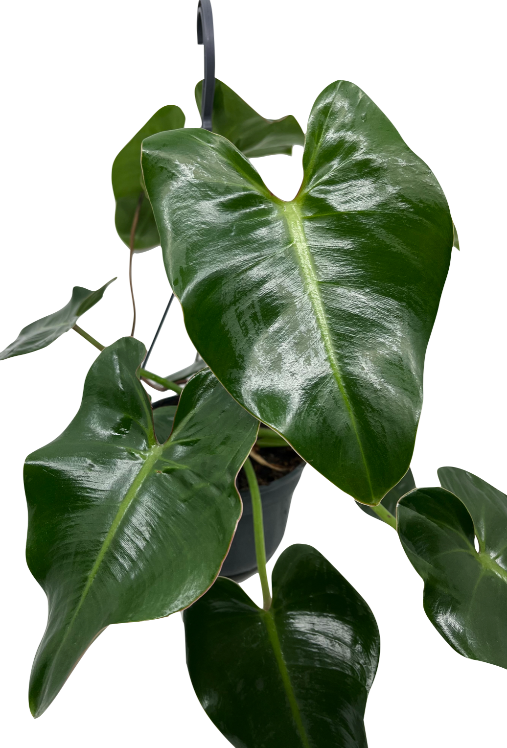 corcovadensis philodendron Philodendron corcovadense – Spore Nursery