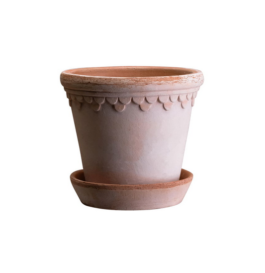 Københavner - Spore Nursery