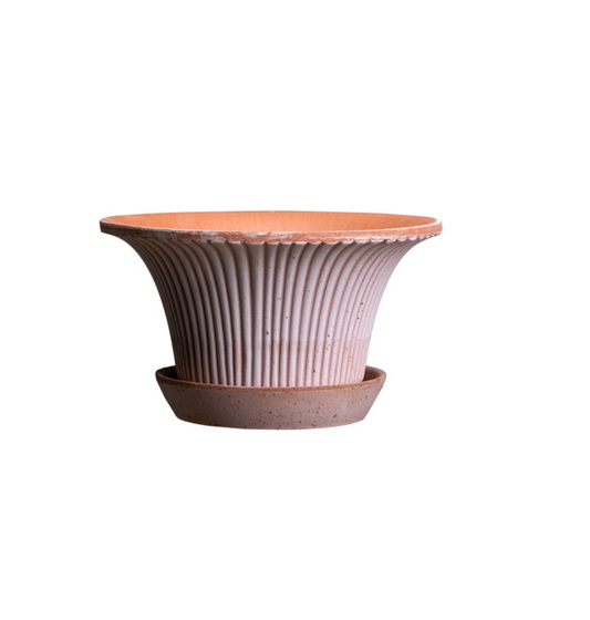 Daisy - Spore Nursery