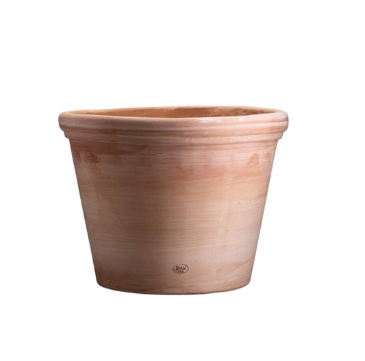 Flora (Large) - Spore Nursery