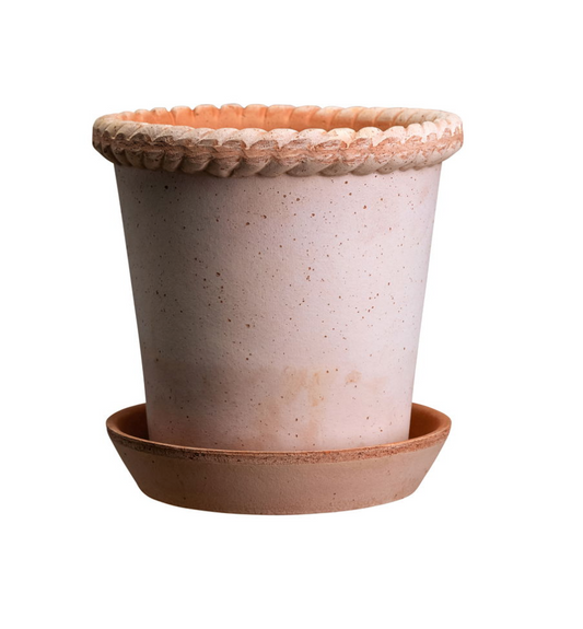 Emilia - Spore Nursery