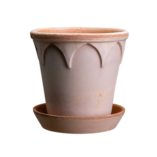 Elizabeth - Spore Nursery