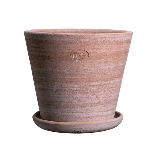 Julie (Large) - Spore Nursery