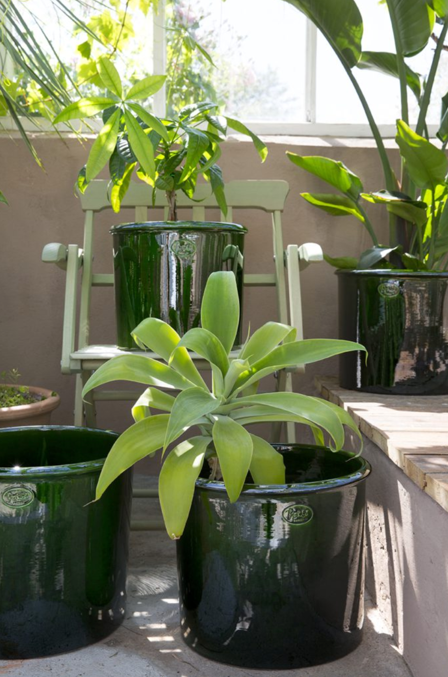 Modena (geglazuurd) - Spore Nursery