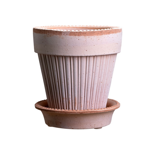 Simona - Spore Nursery