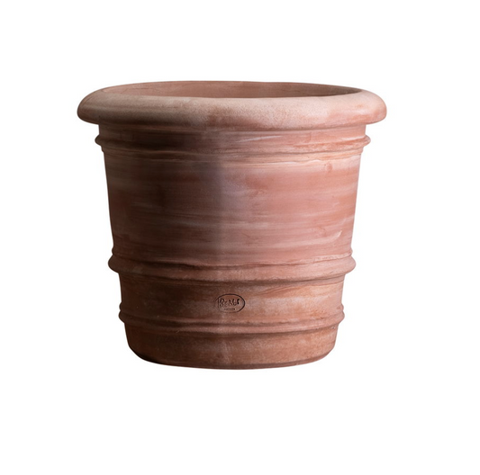 Lucca (Large) - Spore Nursery