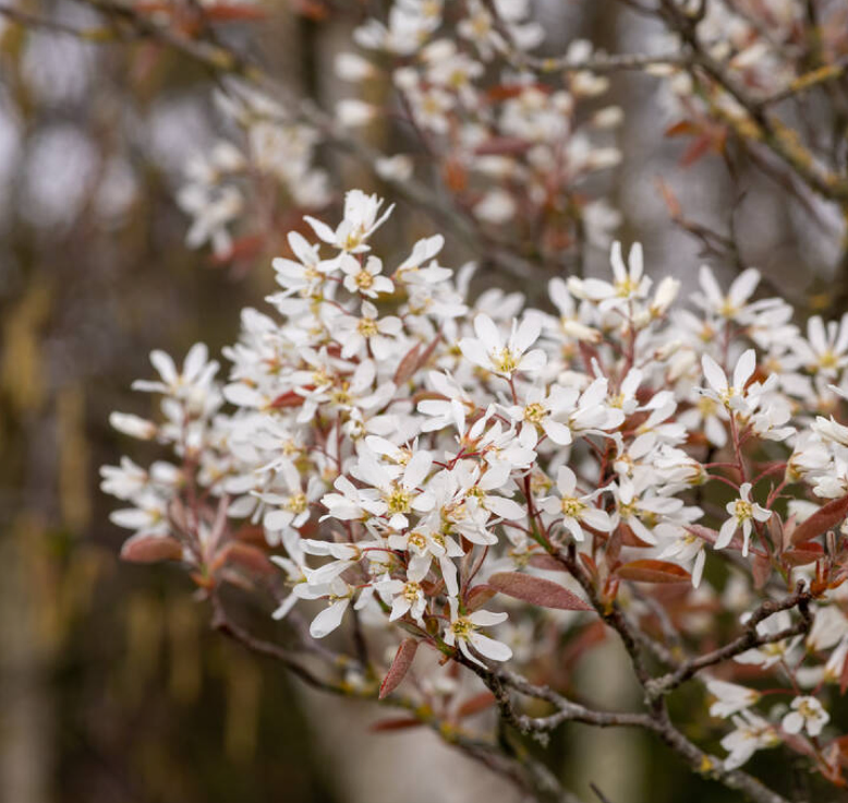 Amelanchier x lamarckii