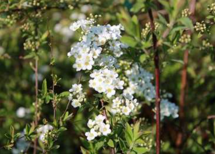 Spiraea x cinerea 'Grefsheim'