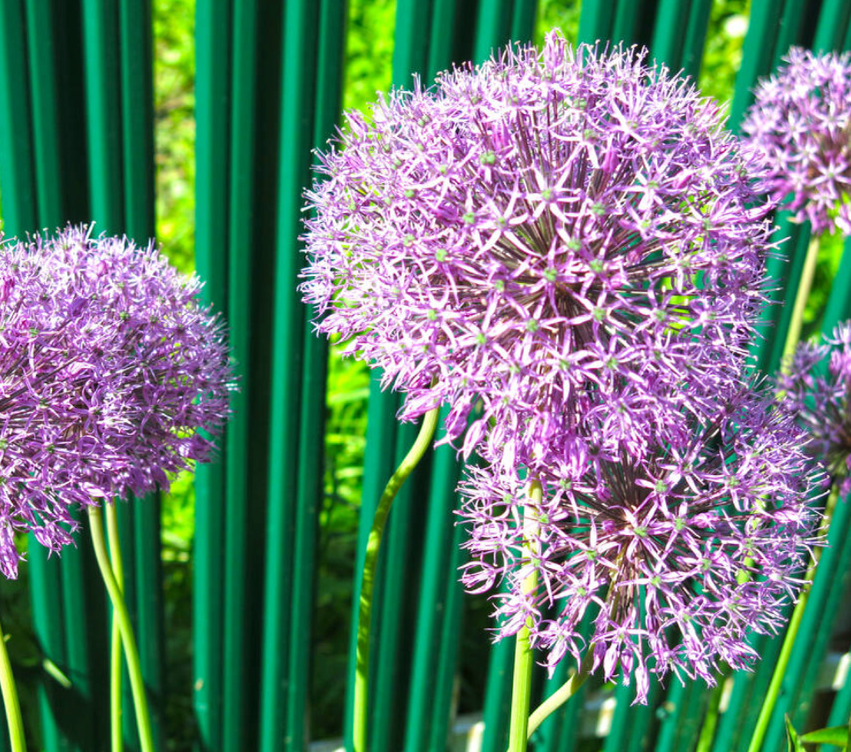 Allium aflatunense 'Purple Sensation'