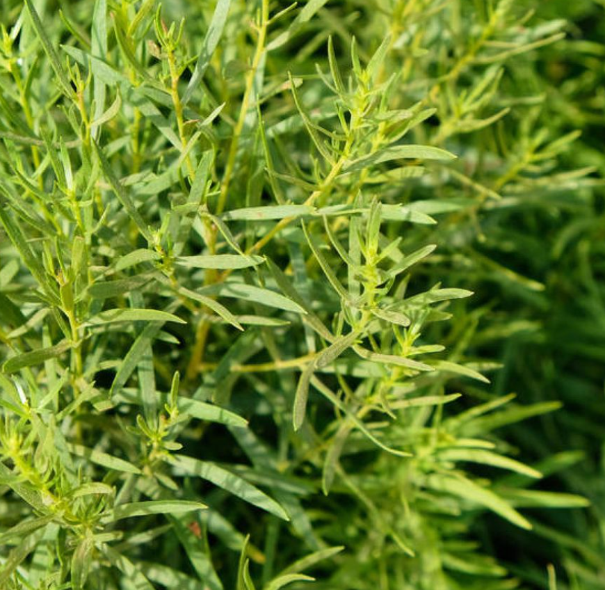 Dragon (Artemisia dracunculus)