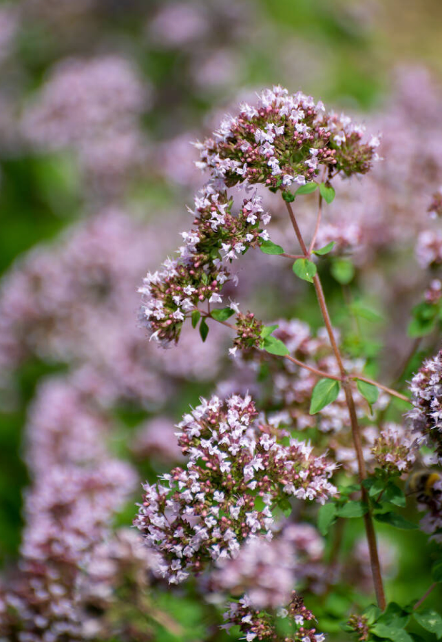 Marjolein (Origanum majorana)
