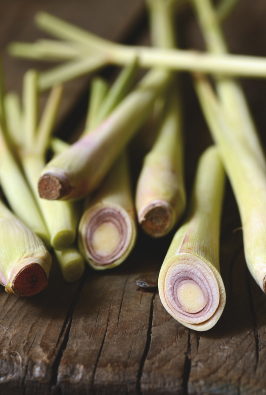 Citroengras (Cymbopogon citratus) - Spore Nursery