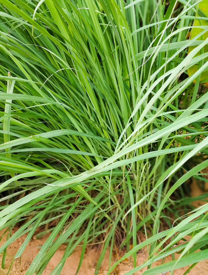 Citroengras (Cymbopogon citratus)