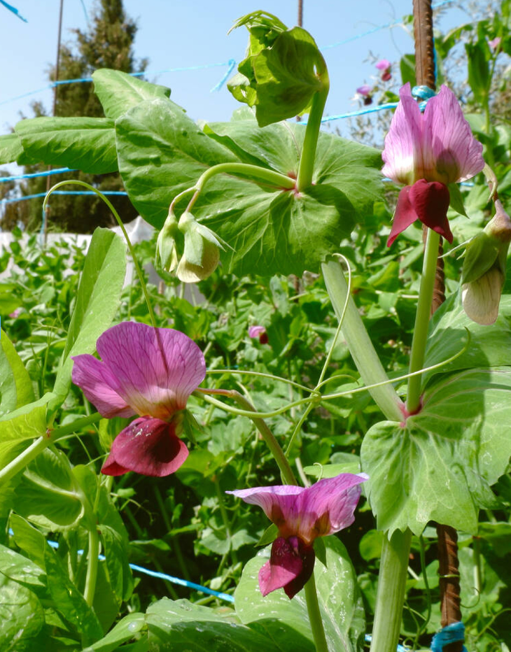 Reukerwt (Lathyrus odoratus)
