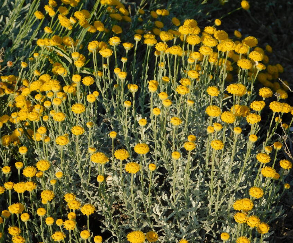 Olijfkruid (Santolina serratifolia)