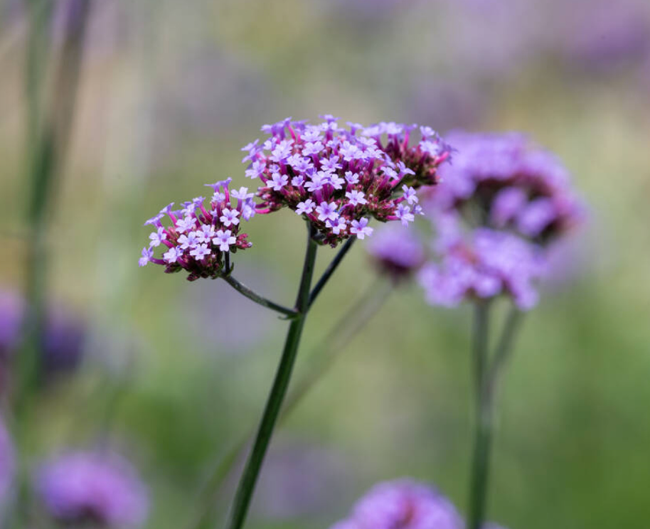 Verbena bonariensis