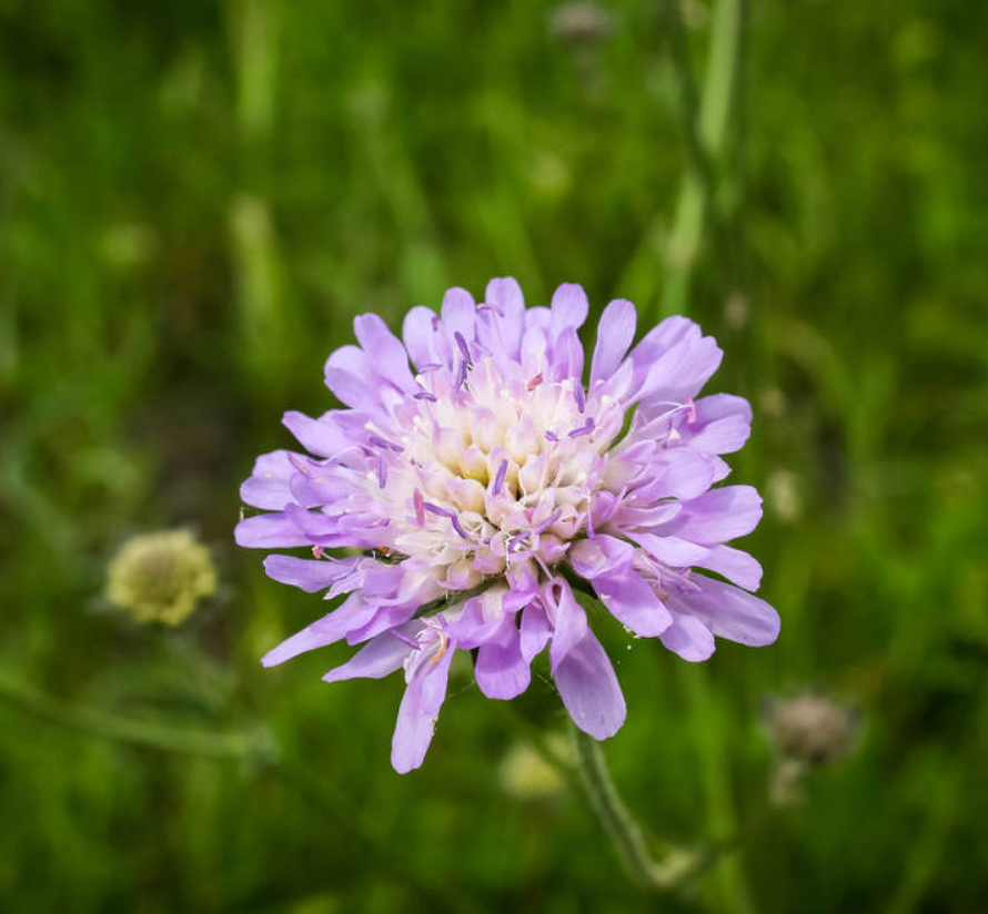 Scabiosa columbaria 'Butterfly Blue'