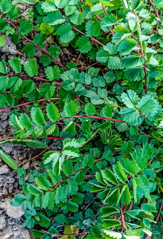 Kleine pimpernel (Sanguisorba minor) - Spore Nursery