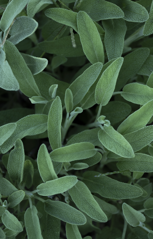 Salie (Salvia officinalis)