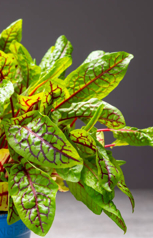 Bloedzuring (Rumex sanguineus)