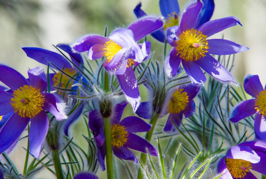 Pulsatilla vulgaris 'Pulsar Violet Shades'