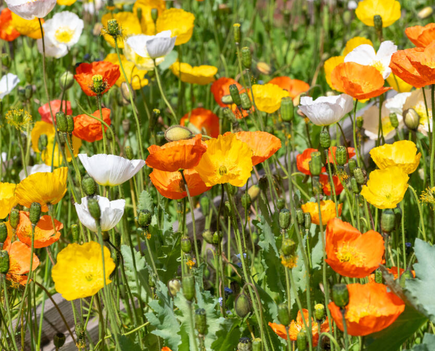 Papaver nudicaule 'Gartenzwerg' - Spore Nursery