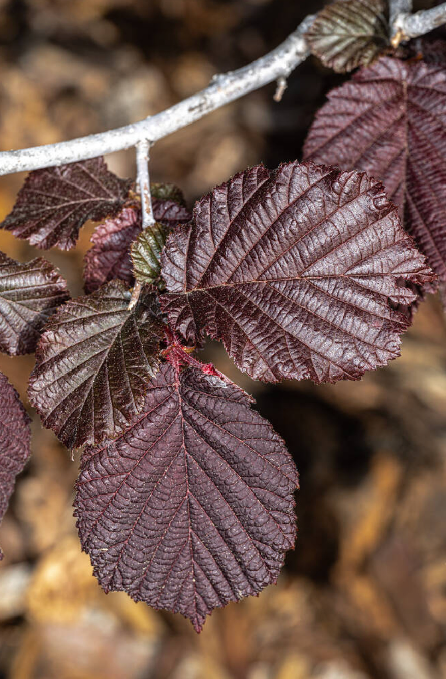 Corylus maxima 'Purpurea'