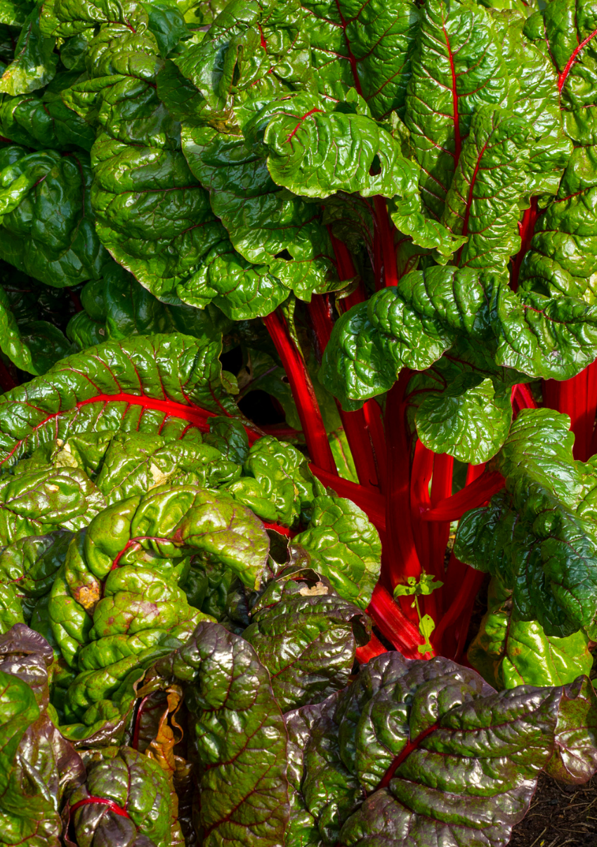 Snijbiet (Beta vulgaris 'Rubra')