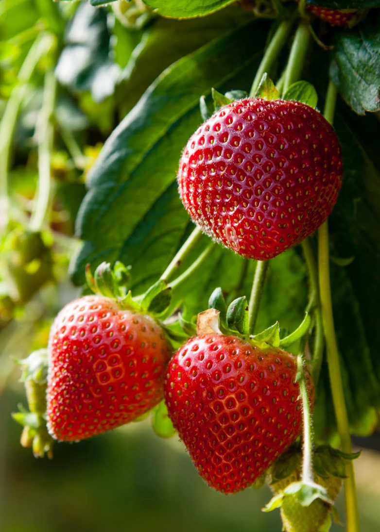 Aardbei (Fragaria × ananassa)