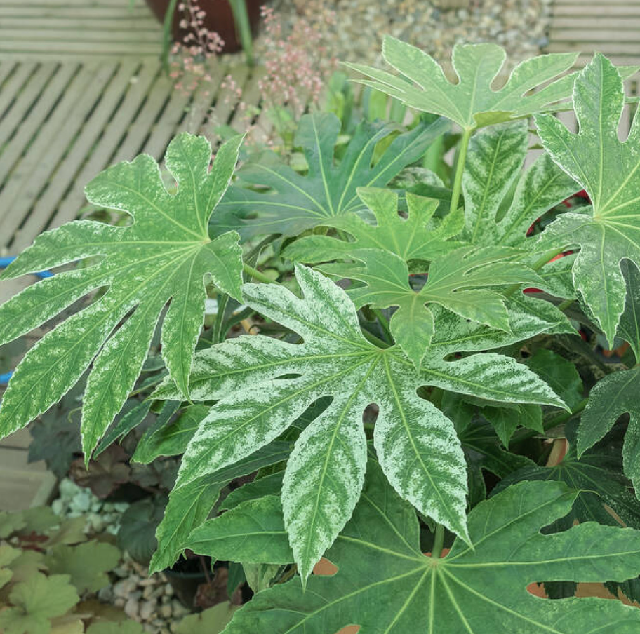 Fatsia japonica 'Spider's Web'