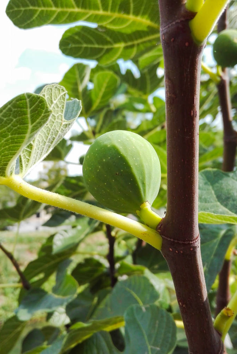 Ficus carica