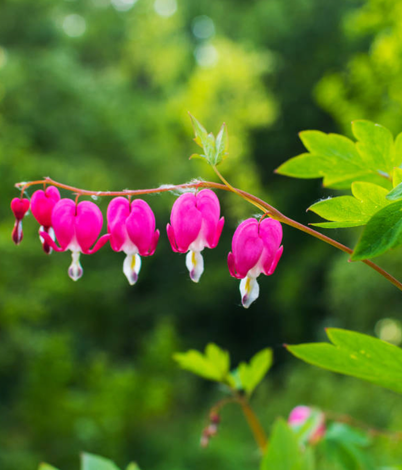 Lamprocapnos spectabilis - Spore Nursery